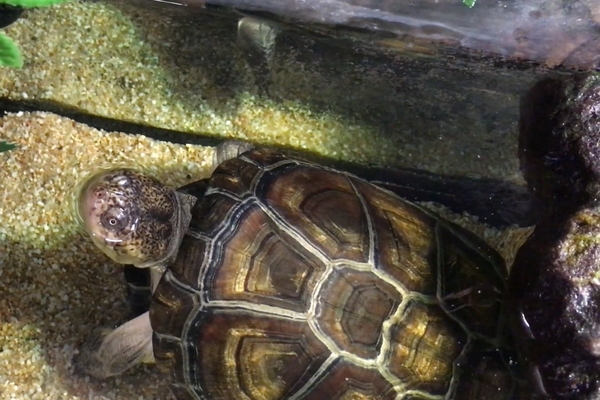 Pelusios Castaneus