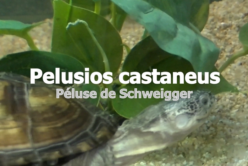 Pelusios Castaneus